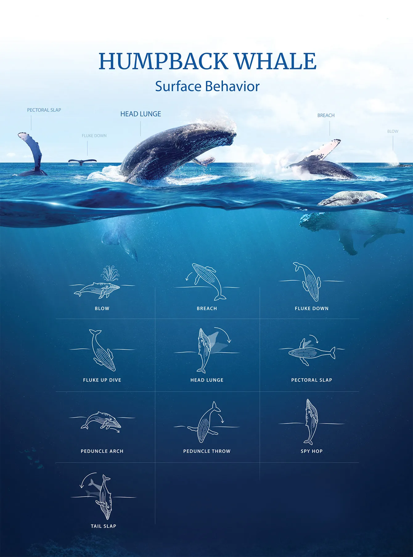 whale-miches-cover2 whale-miches-cover2