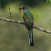 Priotelus-roseigaster-Trogon-de-la-Espanola-Papagallo-hembra-Juvenil